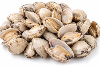 MERETRIX ALMEJA DEL PACIFICO BIANCA COCIDA  LYRATA - CLAMS 60/80 10KG BOX - WOFCO